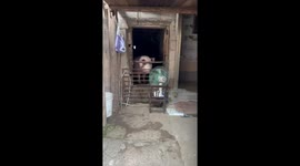 Pig relaxes with electric fan during heatwave in Guizhou, China