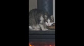 Too Hot to Handle? Cosy Cat Claims the Fireplace as Its Throne