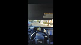 Potty-trained parrot goes viral: Mango the conure signals bathroom break mid-drive