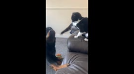 Playful dog outsmarts cat during adorable pet moment in South Shields, England, UK