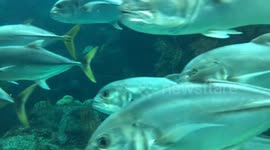 A beautiful aquarium full of an incredible selection of fish including sharks