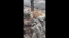 Bobcat hides behind rock and leaps to catch squirrel in Evergreen, Colorado, USA