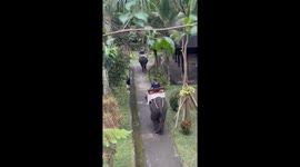 Elephant Whacks Passing Man With Stick