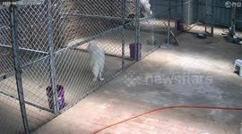Dogs escape from kennel using their teeth to break open door