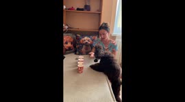Poodle Flicks Every Target