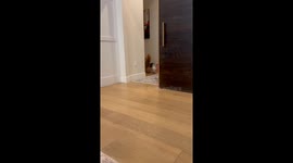 Penny the Dog Didn't Sneak Food Before Her Walk