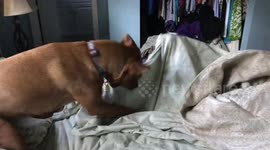 A cute dog digging through the sheets trying to find her kid