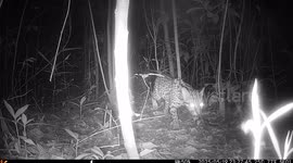 A Leopardus tigrinus roaming in the northern jungle of colombia