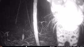 a Leopardus tigrinus being curious with a trail camera in the colombian forest
