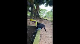 Toucan visiting us for a drink