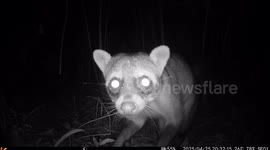 a Raccoon headed strait towards our trail camera  and got curious