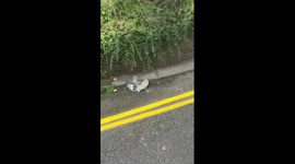Baby seagull rescued from street by kind passerby in Carlisle, England, UK