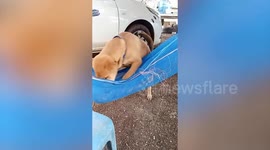 Dog climbs into hammock to sleep