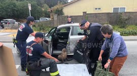 Sea Lion ‘Pointer’ Rescued From Roadway in San Rafael