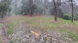 US: Lightning Zaps Tree In Dramatic Strike Caught On Camera In Florida