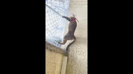 Kitten Determined to Find a Way Out