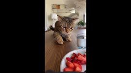 Cat Takes Pawfuls Of Strawberries