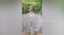 Dozens of pet cats walk in single file across stream