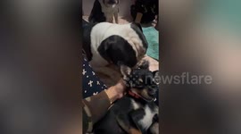 Heartbreaking moment dog tries to wake dead friend Chihuahua