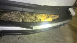 Coyote Survives Collision After Getting Stuck in Bumper