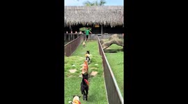 Caught on Camera: Dog Tries to Cheat in Hilarious Race Fail