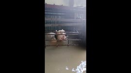 Dog rescued from cage during flood in Barangay Pasong Tamo, Quezon City, Philippines