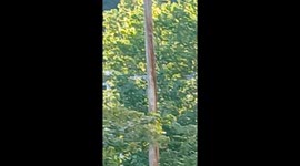 This is Extorestrials at it's  finest I was outback in the woods behind my house and one of the ways I know that beings are around is by the bird sound but in this video you will see dog man and looks like a Bigfoot side by side uncloake in front of you n