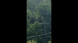 This is Extorestrials at there finest this is part two to the one I just uploaded of me walking threw the woods in my back yard you can see a Dogman and a Bigfoot standing side by side amongst a bunch of other extorestrials threw out my forest  it's prett