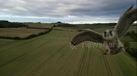 Drone hobbyist given fright as world's fastest bird attacks device
