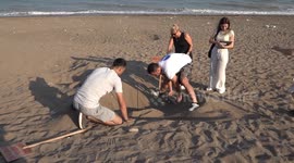 Endangered baby turtles begin their journey to sea in Türkiye’s southern Mersin city