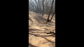 Front Flip Accident