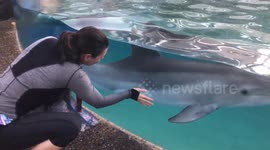 A dolphin having a fun time interacting and pranking a woman