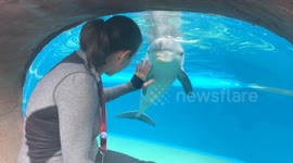 Dolphin attempting to get belly rubs through the glass at an aquarium