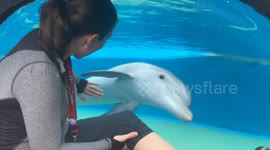 A dolphin acting up and trying to impress a lady at an aquarium