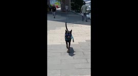 doggy