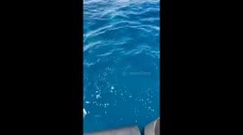 Dolphin Pod Dances Around Texas Game Wardens’ Patrol Boat