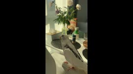 My Parrot Has One Message for Today: