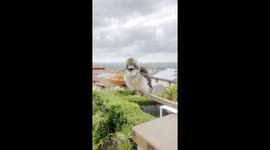 Baby Kookaburra Has a Cute Voice