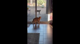 House Cat Making Friends With a Bobcat