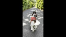 Bonnie Belly Dancing Along the Way