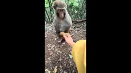 Protective mother monkey repeatedly pulls baby away from tourist in Guizhou, China