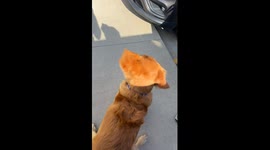 Goose - The Watermelon Dog!