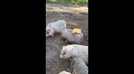Glazed Buns Stick To Pig Rump