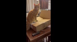 He’s Not Fond of the New Kitten