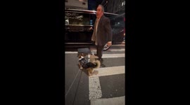 Corgi Has His Own Driver