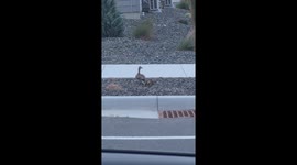 Ducklings Rescued From Storm Drain