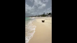 Corgi Takes Beach Stroll at Luxury Resort