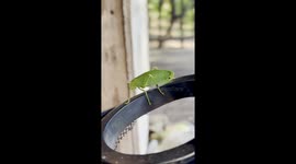 Katydid on a hot summer day trying to get some air