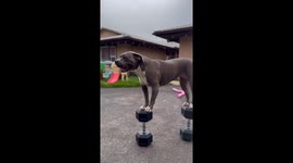 Pittie pup Hiwa nails Nicki Minaj challenge, hilariously balances on weights