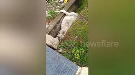 Social organisation rescued a cow fallen into a drain in Shahdol, Madhya Pradesh